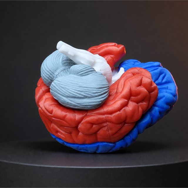 Večbarvni sestavljivi anatomski model možganov